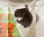 Small Miniature Pinscher