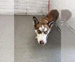 Small Siberian Husky