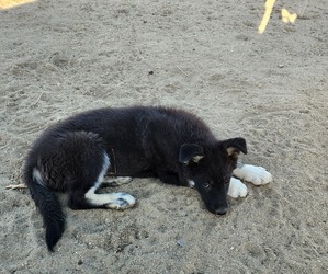 German Shepherd Dog-Siberian Husky Mix Puppy for sale in ROSAMOND, CA, USA