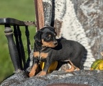 Puppy Camila Miniature Pinscher