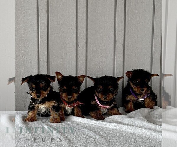 Medium Photo #2 Yorkshire Terrier Puppy For Sale in BIRD IN HAND, PA, USA