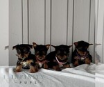 Small #1 Yorkshire Terrier