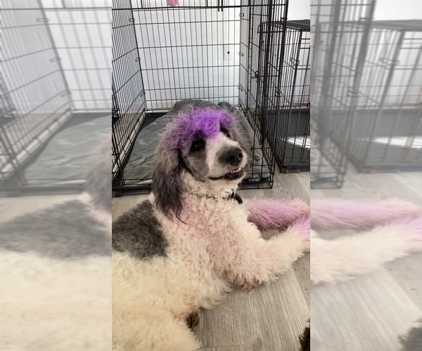 Medium Photo #1 Bernedoodle Puppy For Sale in MOORE, SC, USA