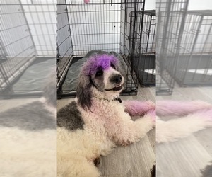 Mother of the Bernedoodle puppies born on 10/10/2023