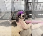 Small Photo #1 Bernedoodle Puppy For Sale in MOORE, SC, USA