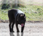 Small Photo #1 Cane Corso Puppy For Sale in JUNCTION CITY, KS, USA