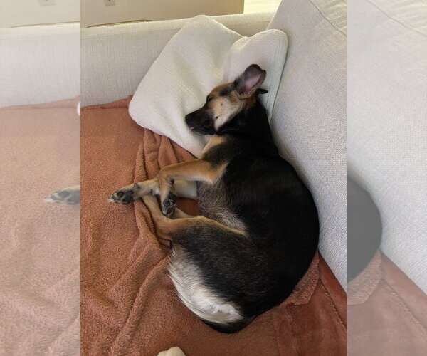 Medium Photo #2 Mutt Puppy For Sale in Bellevue, WA, USA