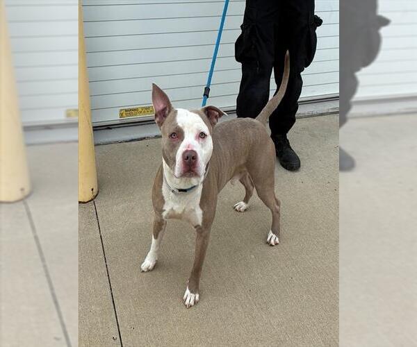 Medium Photo #1 Mutt Puppy For Sale in Louisville, KY, USA