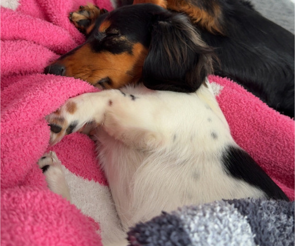 Medium Photo #1 Dachshund Puppy For Sale in TERRA ALTA, WV, USA