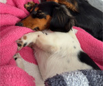 Small Photo #1 Dachshund Puppy For Sale in TERRA ALTA, WV, USA