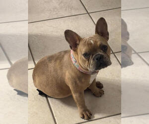 Mother of the French Bulldog puppies born on 05/16/2025