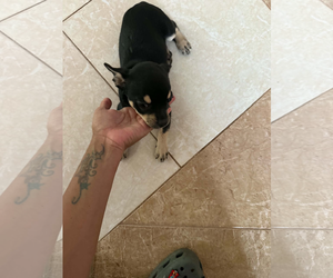 Chihuahua-Unknown Mix Dogs for adoption in Virginia Beach, VA, USA