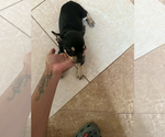 Connie - Female Chihuahua-Unknown Mix Dog for Adoption - Small photo