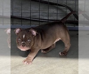 American Bully Puppy for sale in DESERT HOT SPRINGS, CA, USA