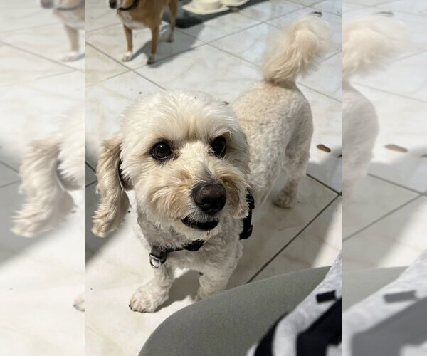 Medium Photo #1 Maltipoo (Miniature) Puppy For Sale in Pacifica, CA, USA