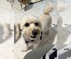 Maltipoo (Miniature) Dogs for adoption in Pacifica, CA, USA