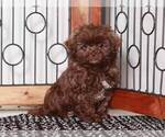 Small Photo #1 ShihPoo Puppy For Sale in NAPLES, FL, USA