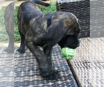 Puppy Puppy 2 Mastiff