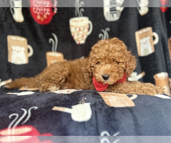 Medium Photo #8 Cavapoo Puppy For Sale in LAKELAND, FL, USA