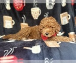 Small #7 Cavapoo