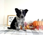 Puppy Bonzo Australian Cattle Dog-Border Collie Mix
