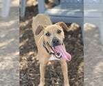 Small #2 American Pit Bull Terrier Mix