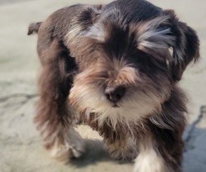 Schnauzer (Miniature) Puppy for sale in VISALIA, CA, USA