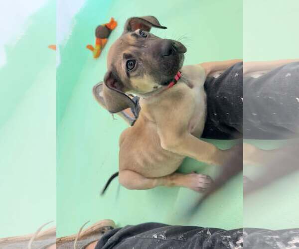 Medium Photo #3 Anatolian Shepherd-Rhodesian Ridgeback Mix Puppy For Sale in Higley, AZ, USA