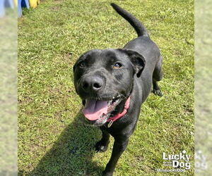 Labrador Retriever-Retriever  Mix Dogs for adoption in Washington, DC, USA