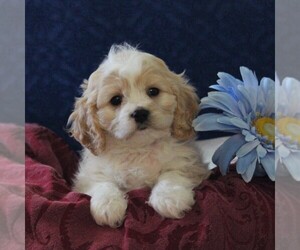 Cavachon-Cavalier King Charles Spaniel Mix Puppy for sale in MORGANTOWN, PA, USA