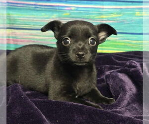 Chihuahua-Unknown Mix Dogs for adoption in Lakewood, CO, USA
