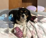 Small Photo #1 Cavalier King Charles Spaniel Puppy For Sale in Sioux Falls, SD, USA