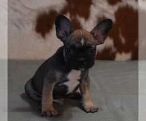 French Bulldog Puppy for sale in MARSHFIELD, MO, USA