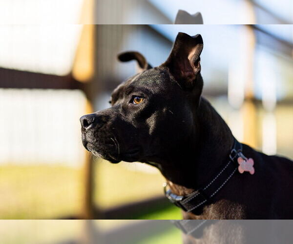 Medium Photo #8 Mutt Puppy For Sale in oakland, FL, USA