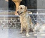 Small Photo #60 Golden Retriever Puppy For Sale in SACRAMENTO, CA, USA