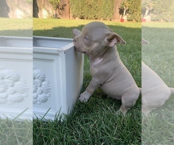 Medium Photo #5 American Bully Puppy For Sale in NORTH HIGHLANDS, CA, USA