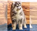 Small #3 Pomsky