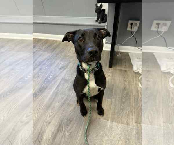 Medium Photo #1 Labrador Retriever-Retriever  Mix Puppy For Sale in Duluth, MN, USA