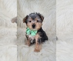Small Yorkshire Terrier
