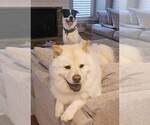 Small #7 Border Collie Mix