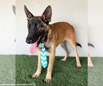 Small Photo #4 German Shepherd Dog-Unknown Mix Puppy For Sale in San Diego, CA, USA