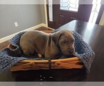 Puppy Black Great Dane