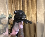 Small #5 American Bully