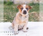 Small #3 Australian Cattle Dog