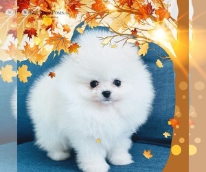 Pomeranian Puppy for sale in CHARLOTTE, NC, USA