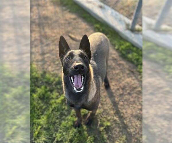 Medium Photo #1 Mutt Puppy For Sale in Bakersfield, CA, USA