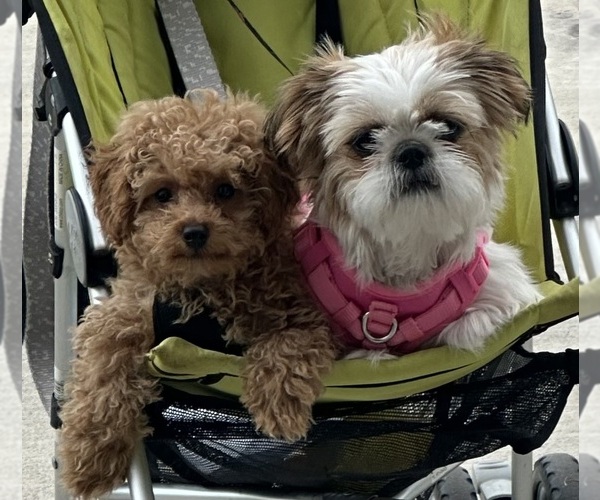 Medium Photo #1 ShihPoo Puppy For Sale in ANDERSON, SC, USA