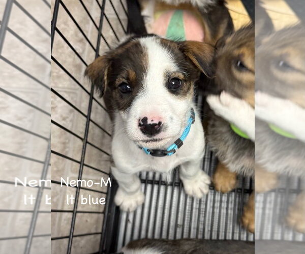 Medium Photo #5 Mutt Puppy For Sale in Gilberts, IL, USA