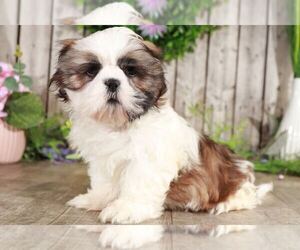 Shih Tzu Puppy for sale in MOUNT VERNON, OH, USA