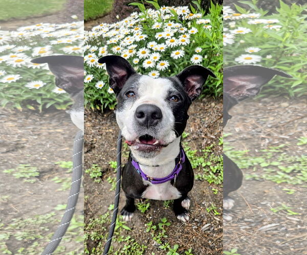 Medium Photo #5 American Pit Bull Terrier-Labrador Retriever Mix Puppy For Sale in Rockaway, NJ, USA